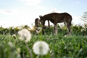 Horses on Khortytsia Island