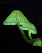 Glowing mushrooms in western Japan