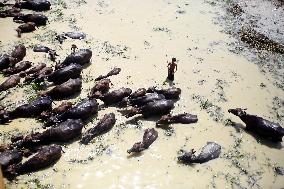 Buffalo Farm On Jamuna River In Bogra - Bangladesh