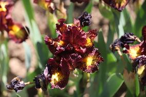 Irises in Kharkiv region