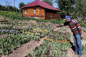 Irises in Kharkiv region