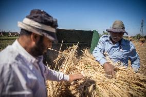 Wheat Harvest In Egypt