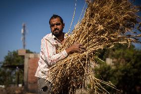 Wheat Harvest In Egypt