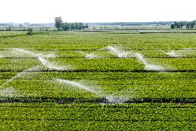 Intelligent Sprinkler Irrigation System in Liaocheng