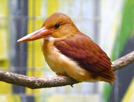 Ruddy kingfisher