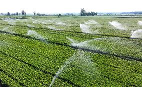 Intelligent Sprinkler Irrigation System in Liaocheng