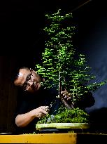 ChineseToday | A post-80s devotes himself to bonsai art