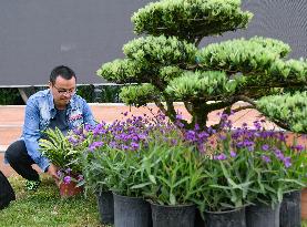 ChineseToday | A post-80s devotes himself to bonsai art