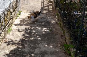 Stray Animals In Lisbon