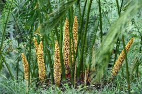 Thousand-year Cycad Blossoms in Nanning