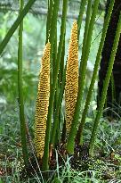 Thousand-year Cycad Blossoms in Nanning