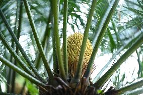 Thousand-year Cycad Blossoms in Nanning