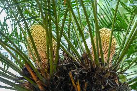 Thousand-year Cycad Blossoms in Nanning