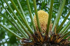 Thousand-year Cycad Blossoms in Nanning