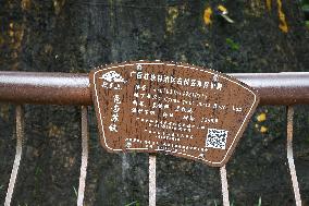 Thousand-year Cycad Blossoms in Nanning