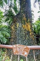 Thousand-year Cycad Blossoms in Nanning