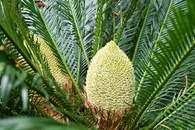 Thousand-year Cycad Blossoms in Nanning
