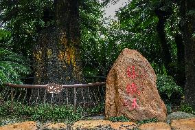 Thousand-year Cycad Blossoms in Nanning