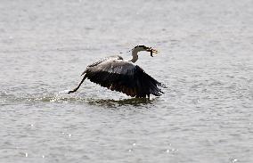 A Heron Fishes on A Lake in Shenyang