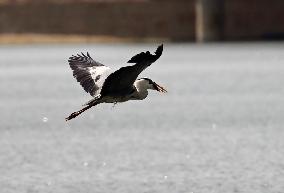A Heron Fishes on A Lake in Shenyang