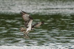 Osprey At The Oxbow Nature Conservancy