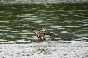 Osprey At The Oxbow Nature Conservancy