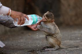 Macaques Drink Milk In Jaipur