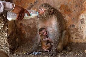 Macaques Drink Milk In Jaipur