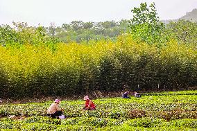 Tea Harvest in Qingdao