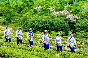 Tea Harvest in Qingdao