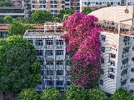 Triangle Plum Grows Along The Wall of A Teaching Building in Nanning