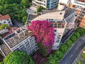 Triangle Plum Grows Along The Wall of A Teaching Building in Nanning