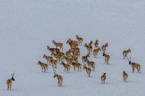 (InXizang)CHINA-XIZANG-PREGNANT TIBETAN ANTELOPES-MIGRATION (CN)