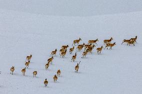 (InXizang)CHINA-XIZANG-PREGNANT TIBETAN ANTELOPES-MIGRATION (CN)