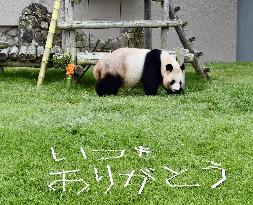 Giant panda Rauhin on Mother's Day