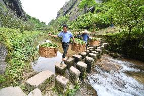 (FujianPano) CHINA-FUJIAN-TEA INDUSTRY (CN)