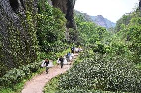 (FujianPano) CHINA-FUJIAN-TEA INDUSTRY (CN)