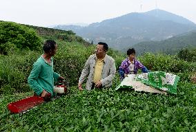 (FujianPano) CHINA-FUJIAN-TEA INDUSTRY (CN)