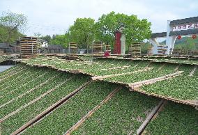 (FujianPano) CHINA-FUJIAN-TEA INDUSTRY (CN)