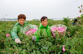 Rose Planting Base in Nantong