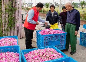 Rose Planting Base in Nantong