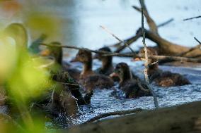 Osprey And Other Wildlife At The Oxbow Nature Conservancy