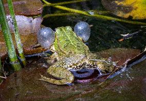 Green Frog Breeding Season - Paris