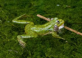 Green Frog Breeding Season - Paris