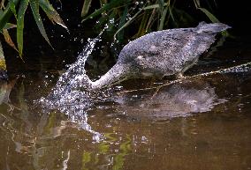 Grey Heron fishing in a pond in Bois de Vincennes - Paris