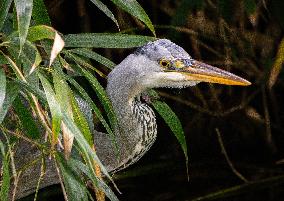 Grey Heron fishing in a pond in Bois de Vincennes - Paris