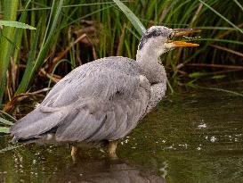 Grey Heron fishing in a pond in Bois de Vincennes - Paris