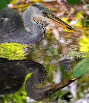 Grey Heron fishing in a pond in Bois de Vincennes - Paris