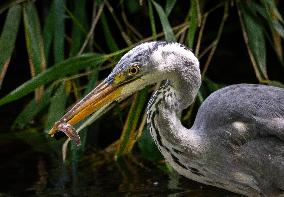 Grey Heron fishing in a pond in Bois de Vincennes - Paris