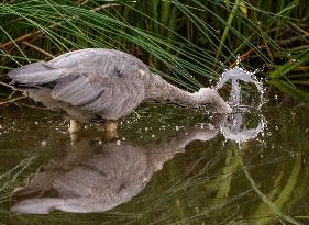 Grey Heron fishing in a pond in Bois de Vincennes - Paris